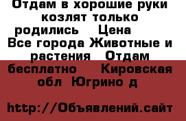 Отдам в хорошие руки козлят.только родились. › Цена ­ 20 - Все города Животные и растения » Отдам бесплатно   . Кировская обл.,Югрино д.